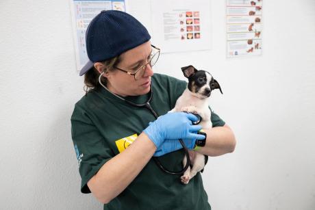 Humane World for Animals and Operation Kindness provide care and veterinary exams on Feb. 4th, 2026 for animals rescued on Feb. 3rd, during an alleged neglect case in Runnels County, TX. The rescue was conducted by Humane World for Animals in conjunction with the Runnels Co. Sheriff's Office.