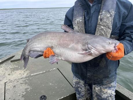 The Texas Parks and Wildlife Department surveyed the white bass and catfish populations this week at O.H. Ivie Reservoir east of San Angelo.
