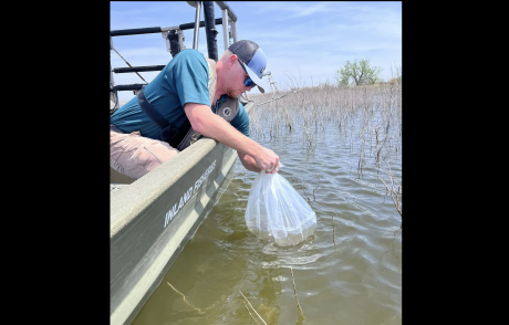 O.C. Fisher Reservoir outside San Angelo was stocked with largemouth bass hatchlings Wednesday as it continues to be revived after dropping below 1%.