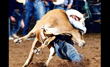 New Mexico cowboy Cimarron Thompson sits in a tie for first place in steer wrestling after his run Thursday at the San Angelo Rodeo.