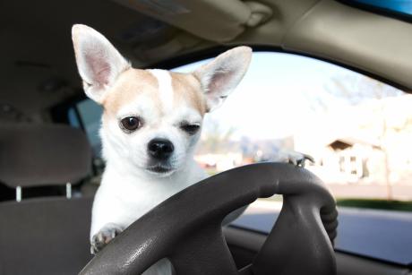 Dog in a Car