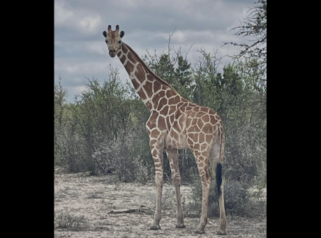 Ranch owners are offering a $5,000 reward for a giraffe that has been reported missing from their property in the Texas Hill Country.