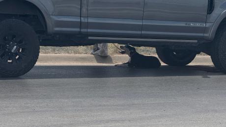 A dog escapes the heat after a car crash Wednesday, July 1, 2026.