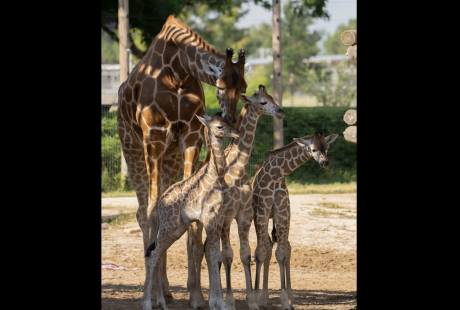 The Abilene Zoo announced the birth of its third giraffe since the beginning of May.