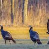 Spring Turkeys (Contributed Image/TPWD)