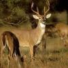 Deer 2021 TPWD (Contributed/tpwd.com)