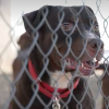 Concho Valley PAWS