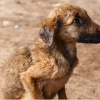  Starving Abused Dog (Courtesy/Texas Humane Network)