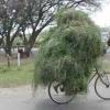 marijuana on a bicycle (Courtesy/cybersalt)