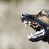Dog Attack