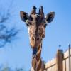 The Abilene Zoo announced the death Thursday of Punk, its 25-year-old female giraffe who had been in Abilene for nearly all of her life.