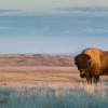 The animals I’ve always referred to as buffalo, the creatures that used to migrate up and down the great plains region of the US, are actually American bison, which are not exactly buffalo.