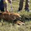A dog was injured Thursday after being dragged by a rope attached to a vehicle outside the San Angelo animal shelter, according to Concho Valley PAWS.