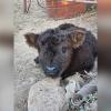 A newborn Mini Highland heifer valued at about $15,000 was reported stolen from a gated ranch on Reece Road on Monday, according to the animal’s owner.