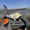Crappie
