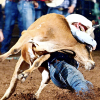 New Mexico cowboy Cimarron Thompson sits in a tie for first place in steer wrestling after his run Thursday at the San Angelo Rodeo.