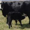 Cattle