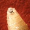 new world screwworm