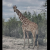 Ranch owners are offering a $5,000 reward for a giraffe that has been reported missing from their property in the Texas Hill Country.