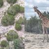 Gracie the wondering Giraffe