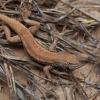 Texas Attorney General Ken Paxton sued the federal government over its decision to add the dunes sagebrush lizard, which lives in the state's biggest oil and gas region, to the endangered species list.