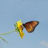 San Angelo State Park is inviting the public to experience the monarch butterfly migration Saturday with a presentation and guided hike.