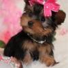 Profile picture for user Cute-Little-Puppies
