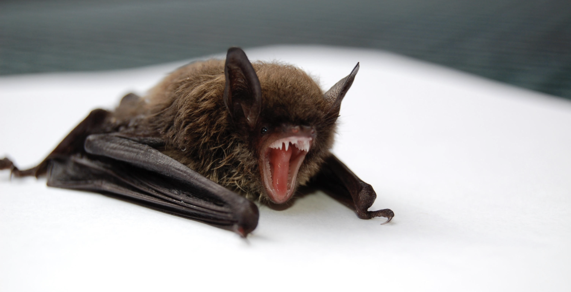 Rabid Bat