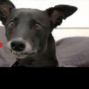 Profile picture for user MovingSouth