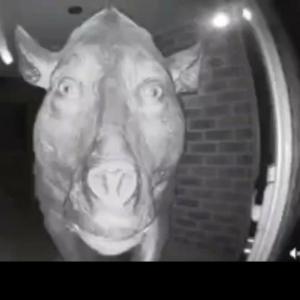 Profile picture for user Ouchie