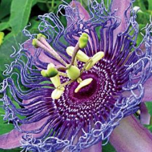 Profile picture for user i43honeyb